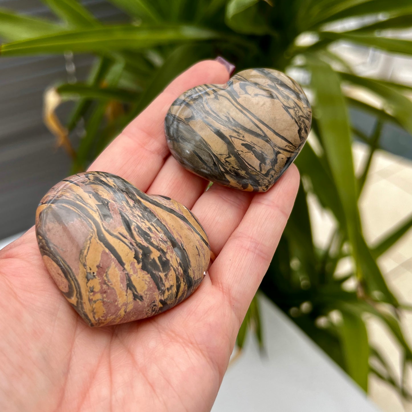 Zebra Jasper Hearts