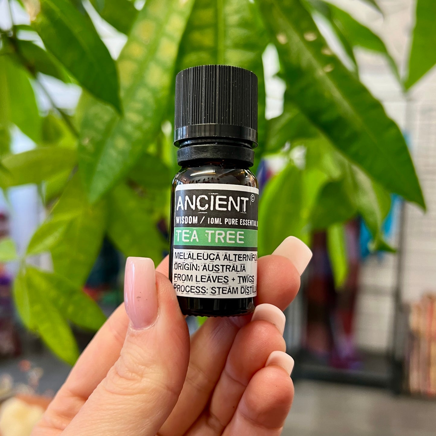 Tea Tree Essential Oil