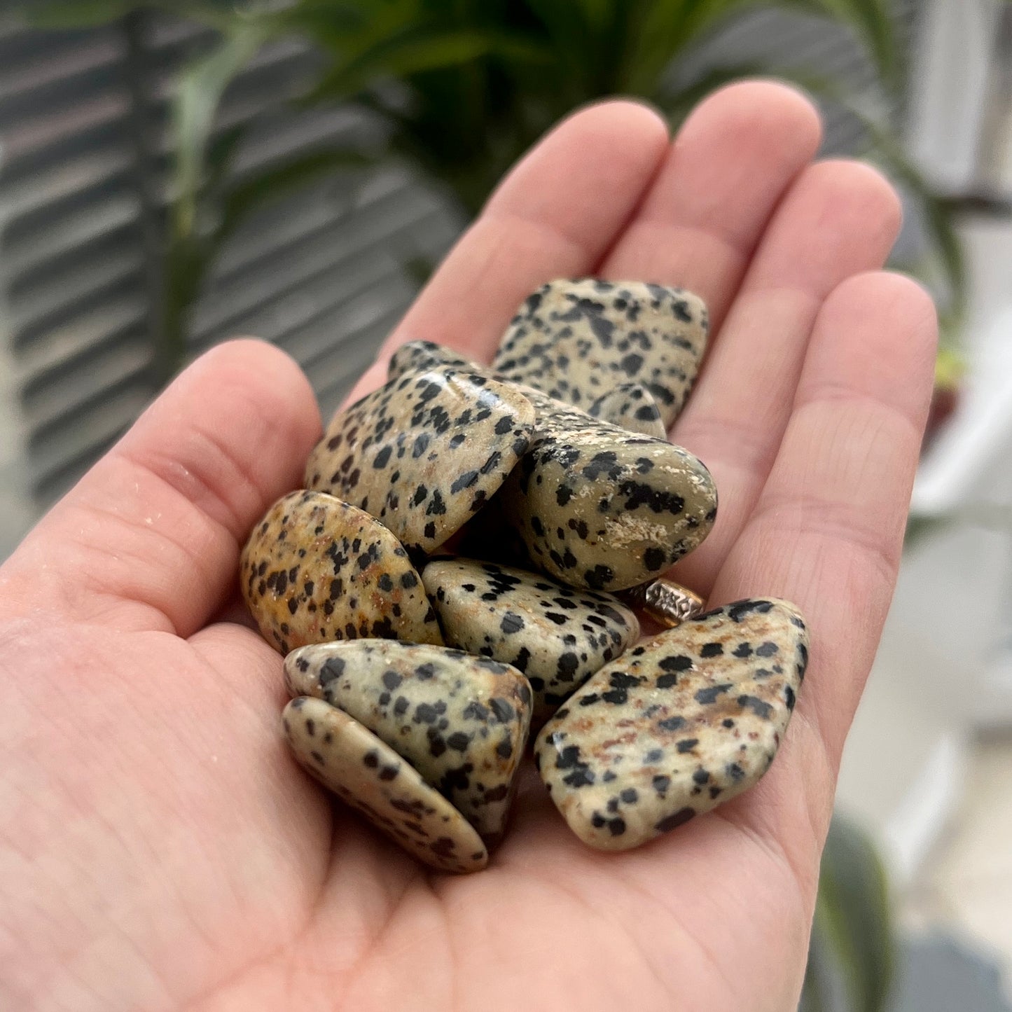 Dalmation Jasper TumbleStones